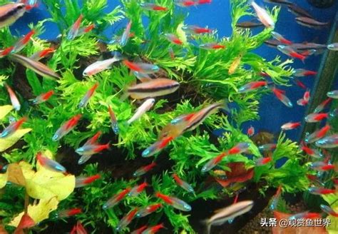 好看又好養的魚|十大易養觀賞魚排行榜